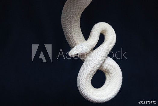 Picture of The Texas rat snake Elaphe obsoleta lindheimeri is a subspecies of rat snake a nonvenomous colubrid found in the United States primarily within the state of Texas